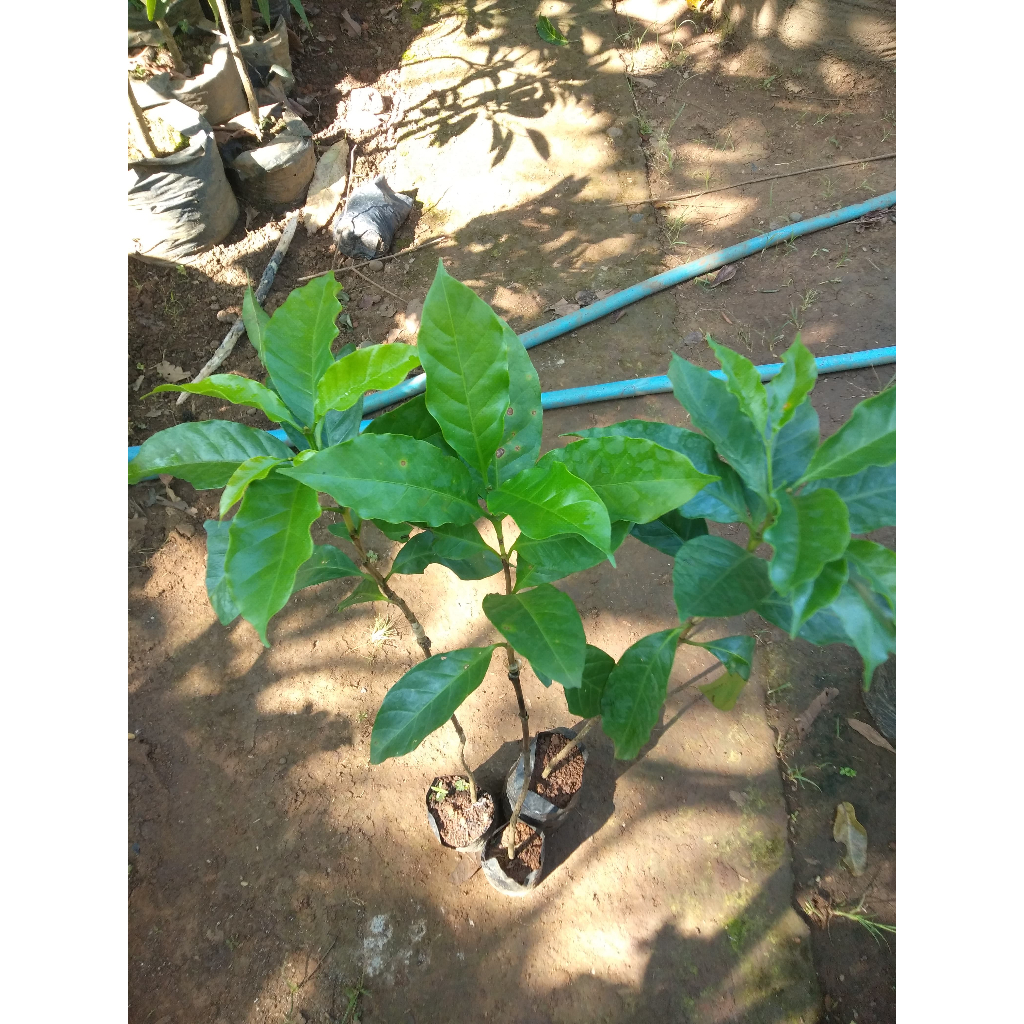 Bibit Tanaman Kopi Arabika Sambung - Lebih Cepat Berbuah