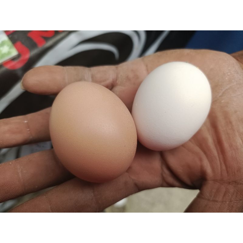 

TELUR OMEGA