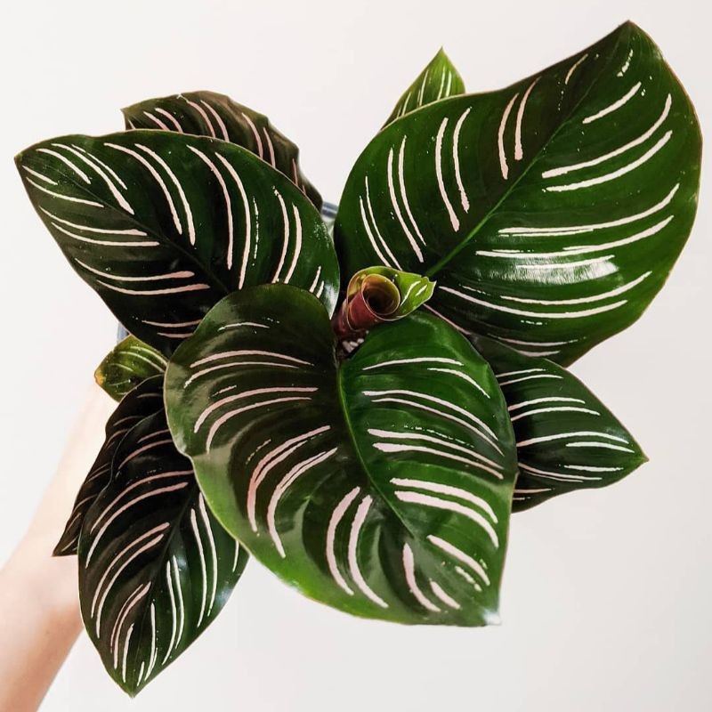 Boskrokot - Calathea Ornata Calathea Batik
