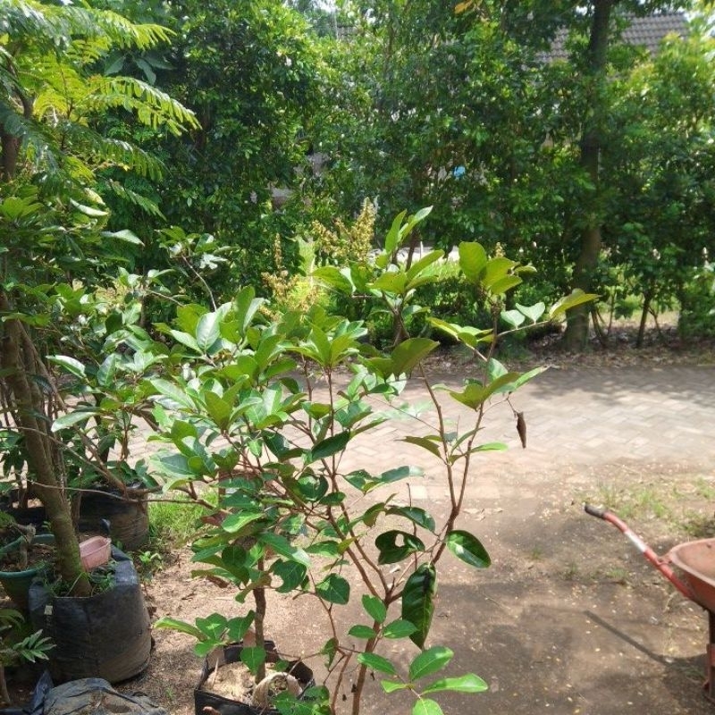 Bibit Rambutan Binjai Full Bunga