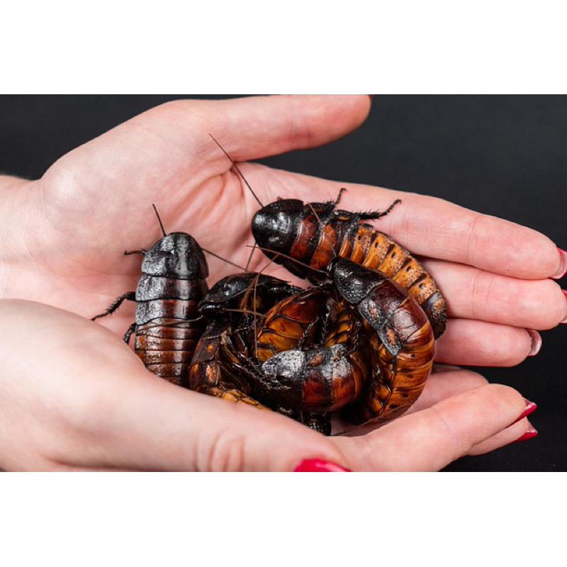 Kecoa madagaskar hissing cockroach pakan makanan reptil