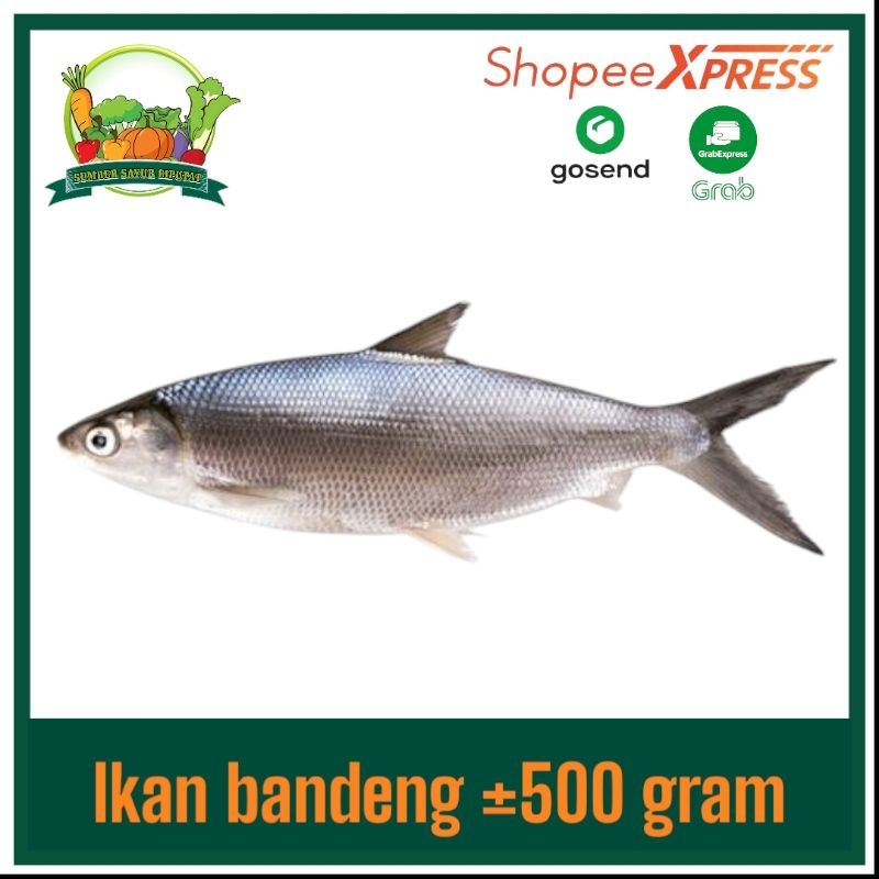 

Ikan bandeng ±500 gram