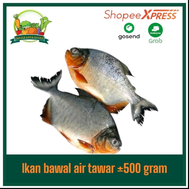 

Ikan bawal tawar ±500 gram