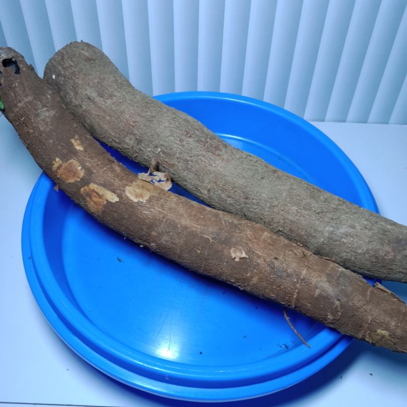 

Singkong