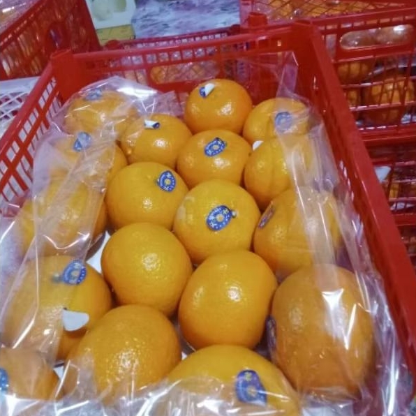 

JERUK WOKAM MANIS 1KRJ 6KG MURAH MERIH DI OBROL