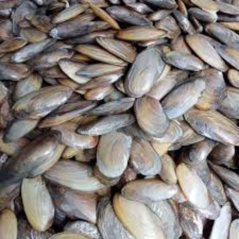 kerang air tawar promo