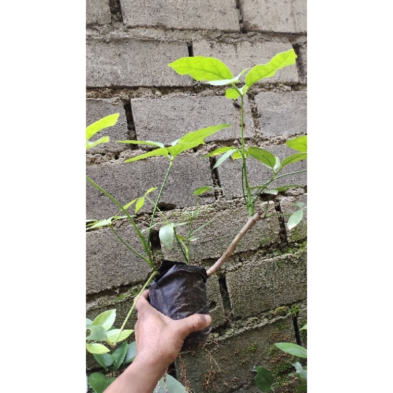 bibit tanaman Tlogosari realpic sesuai gambar