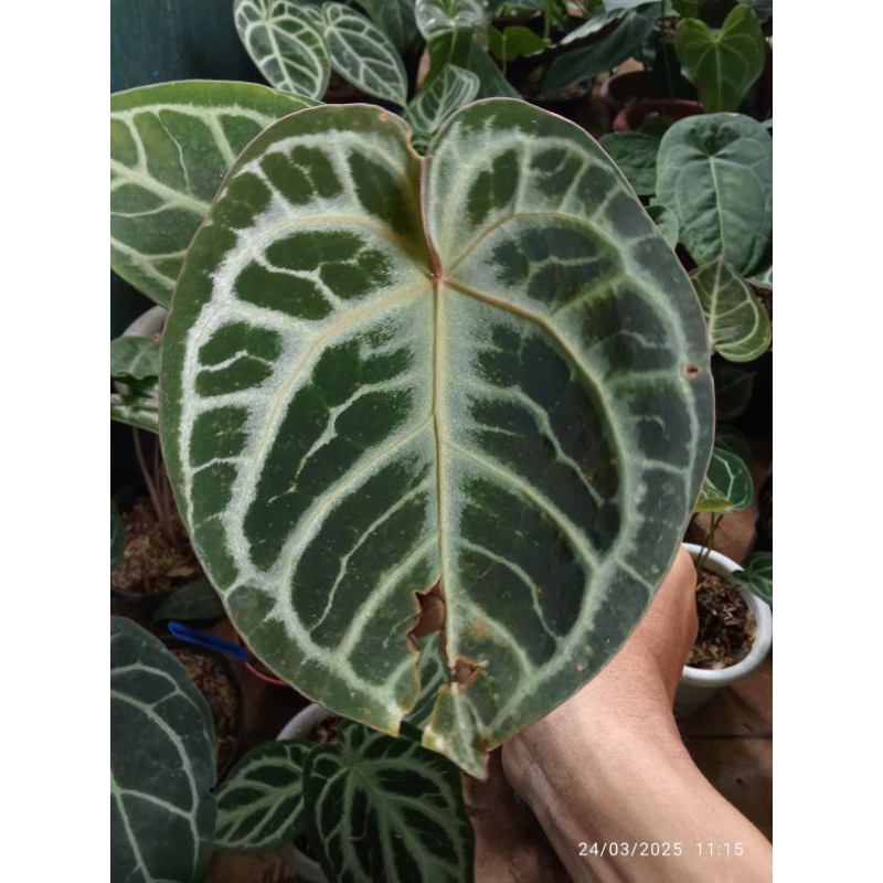 Anthurium red tiger