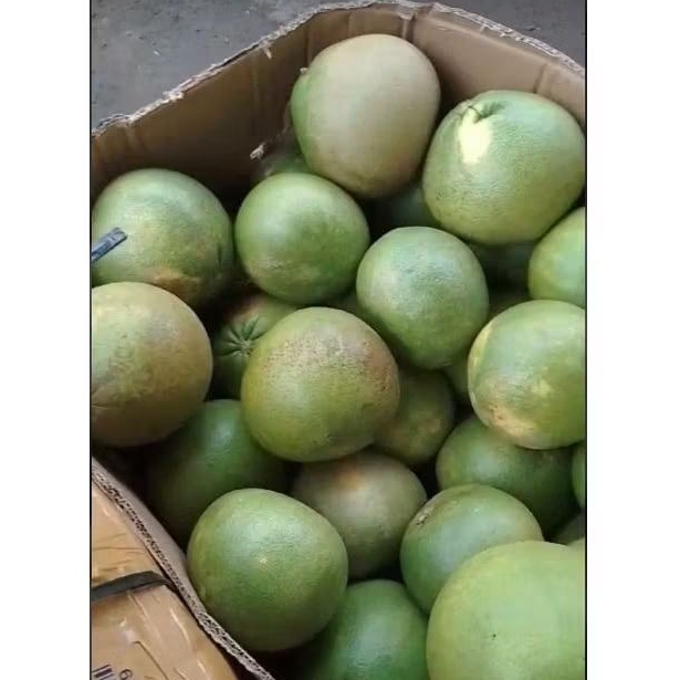 

Jeruk Pamelo 1psc