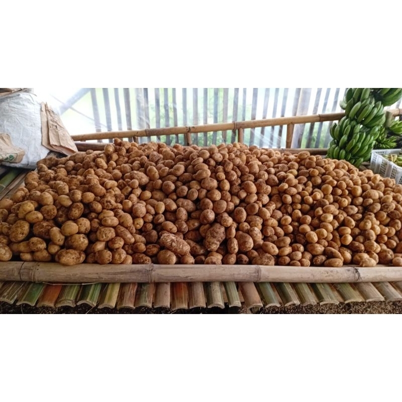 

Kentang Granola ukuran ABC 1 kg