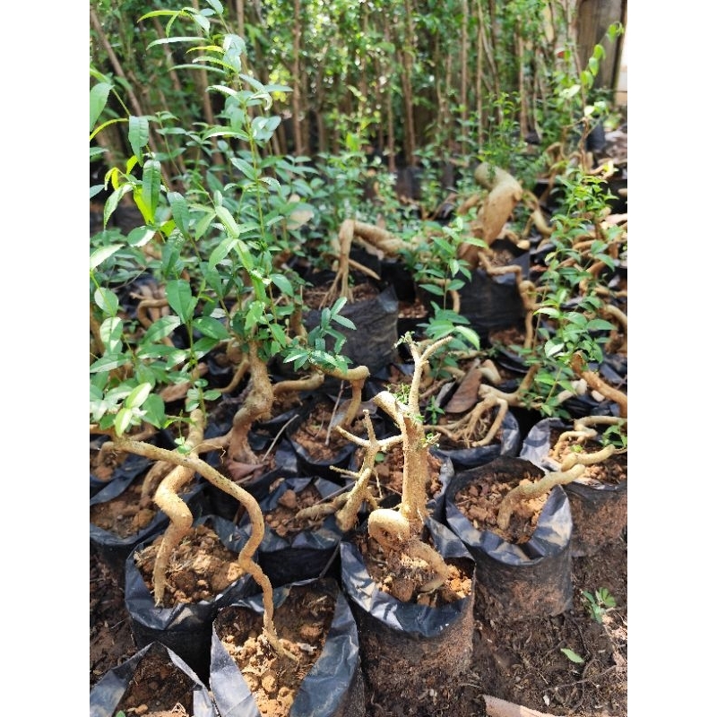 bahan bonsai unik akar anting putri