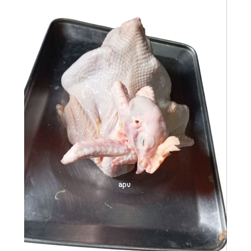 Ingkung ayam pejantan/boiler negeri/kampung berat hidup 1 kg/ekor