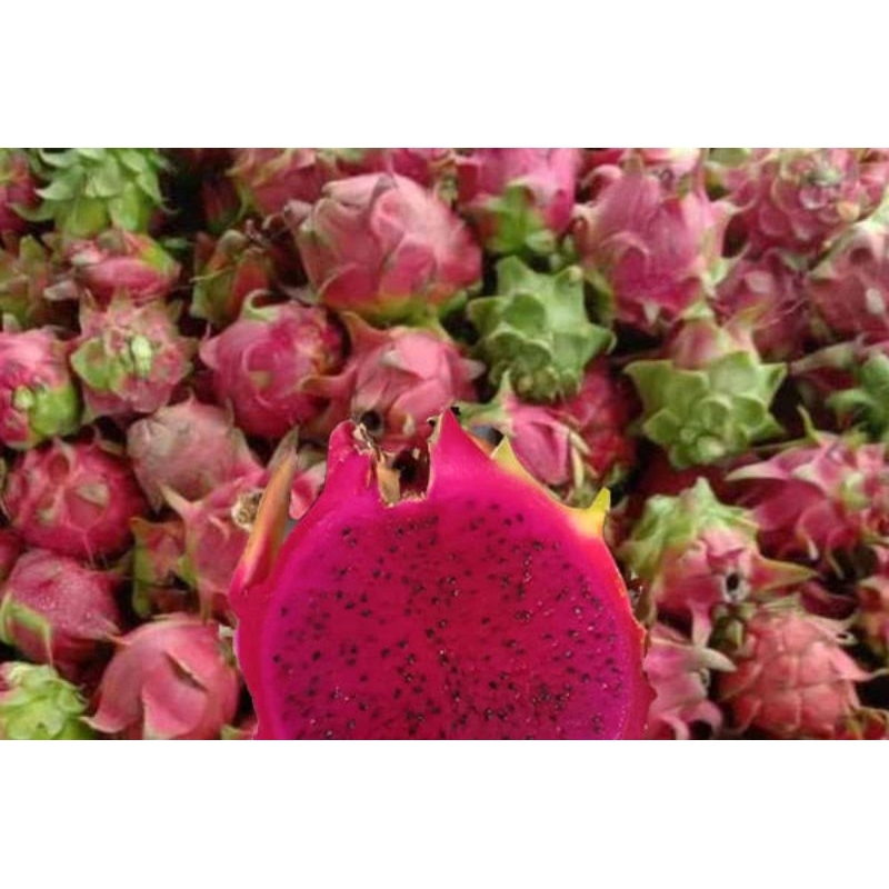 

BUAH NAGA MERAH 1KG LEBIH