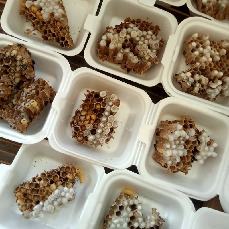 FULL LARVA / TELUR TAWON ( isi 110+ ) Lebih | UMPAN INDUK GT LELE & BAWAL