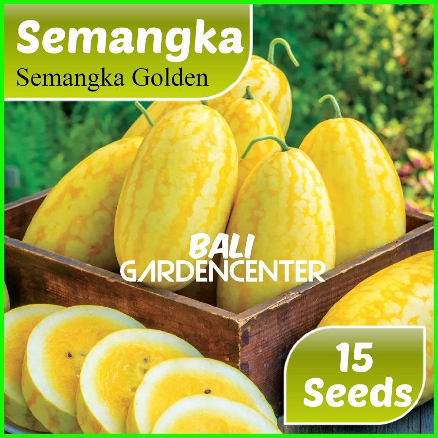 Isi 15 Benih Biji Semangka Golden - Semangka Kuning Golden