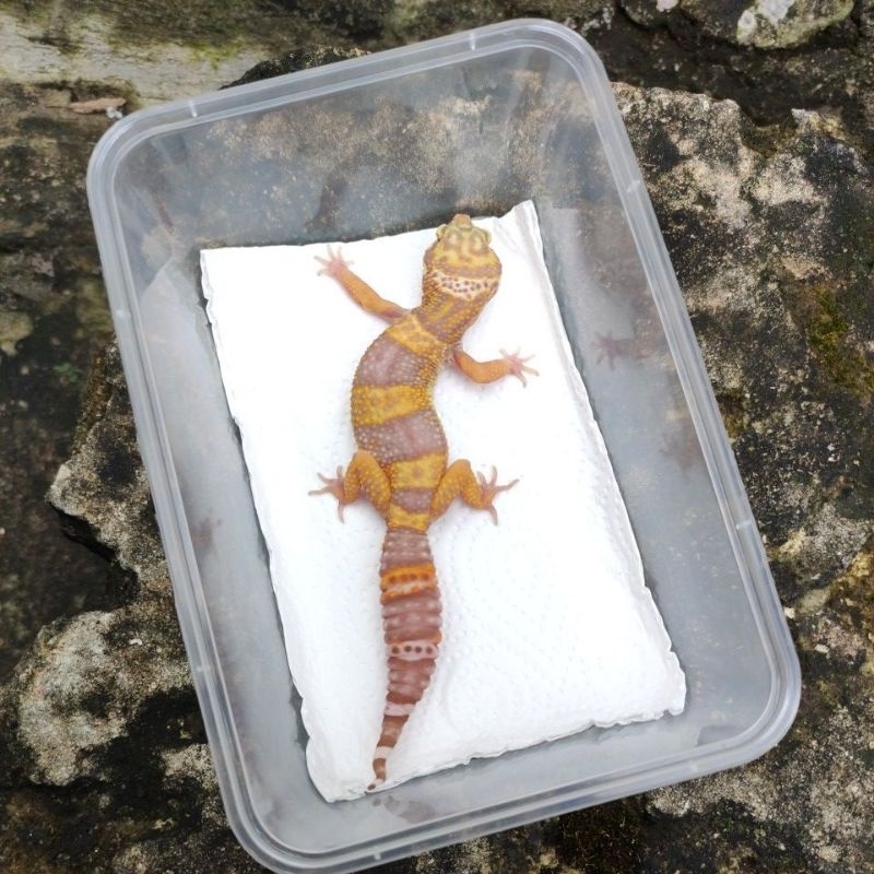 MAINAN ANAK GECKO_CHOCO (BLACK NIGHT TREMPER)