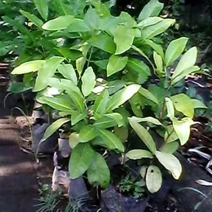 Bibit Tanaman Kayu Hutan Cendana NTT Benih Cendana NTT ASLI Unggulan