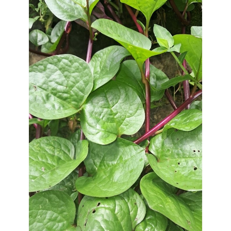 

jual daun bibahong merah atau daun gandola 300 grm