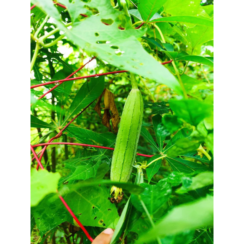 

20 Butir Biji Benih Tanaman Oyong Gambas