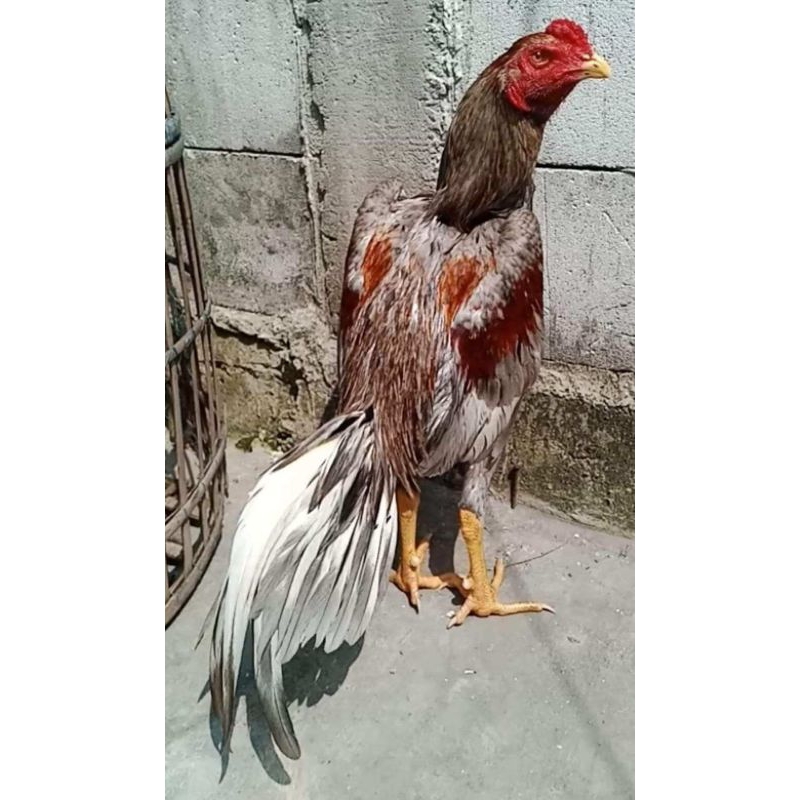 TELUR AYAM BANGKOK PAKOY WHITE KING FERTIL