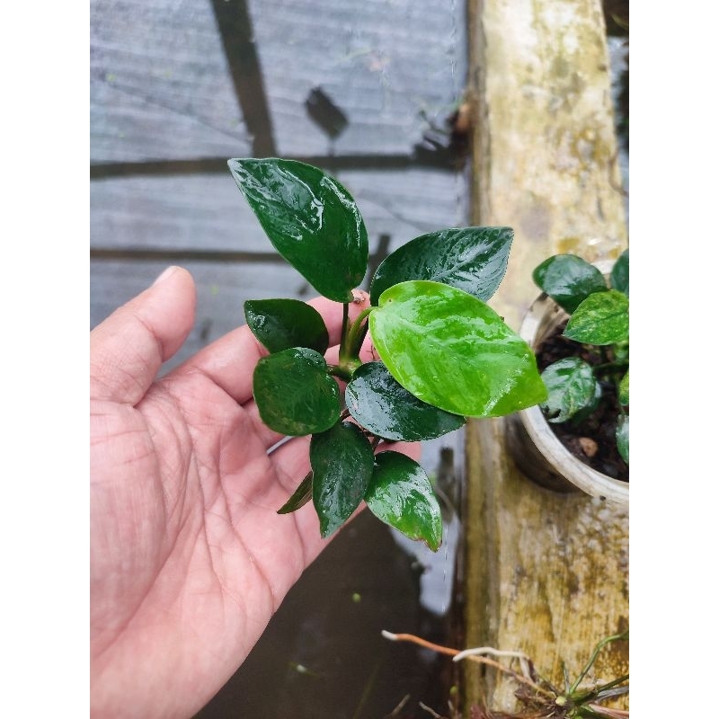 Anubias Barteri Nana size M Tanaman Aquascape.