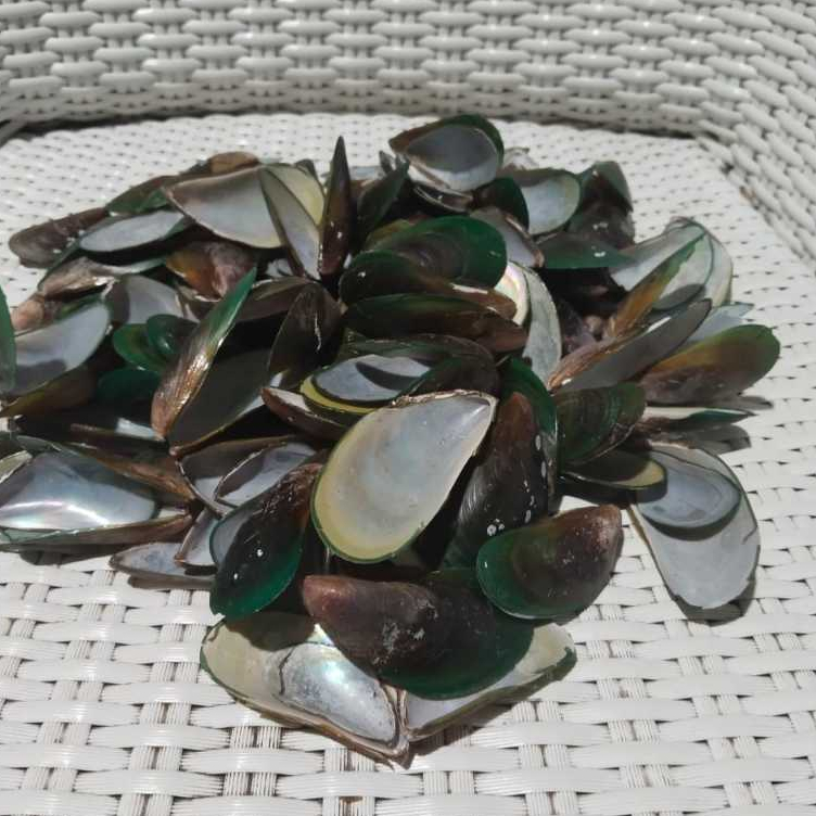 cangkang / kulit kerang hijau 1 kg