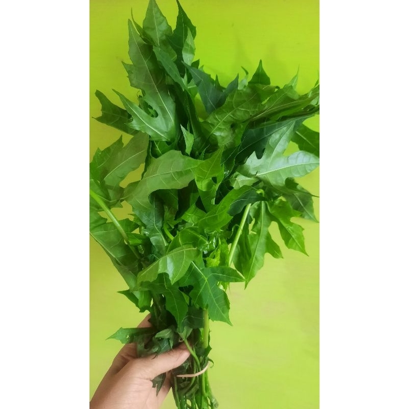 

Daun Paya Jepang 1 ikat