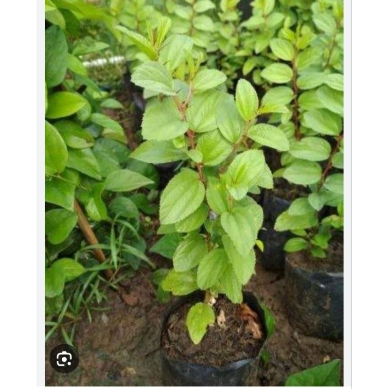 Bibit BIDARA ARAB Asli Bidara Sird