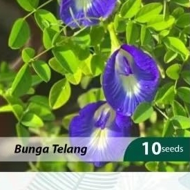 

10 Biji - Bunga Telang, Biru