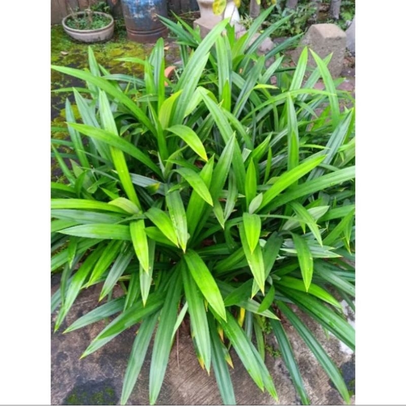 

Daun Pandan, langsung petik