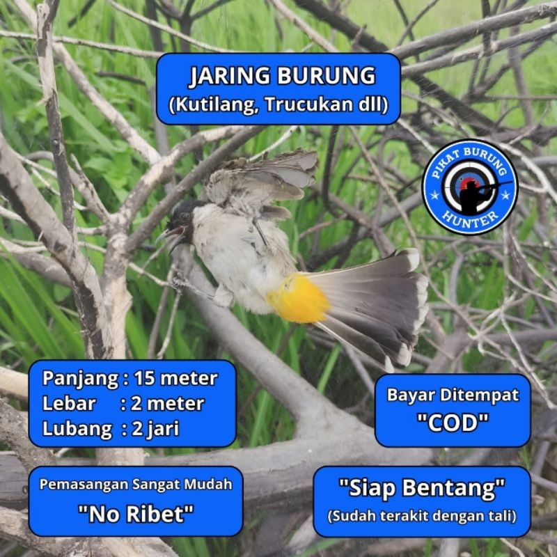 JARING BURUNG TILANG JARING BURUNG KUTILANG JALA PIKAT KUTILANG JALA PUKAT KUTILANG JARING JALA TILA