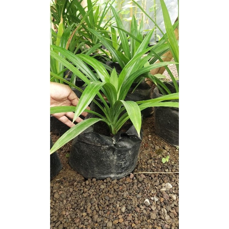

Bibit hidup Daun pandan ukuran besar