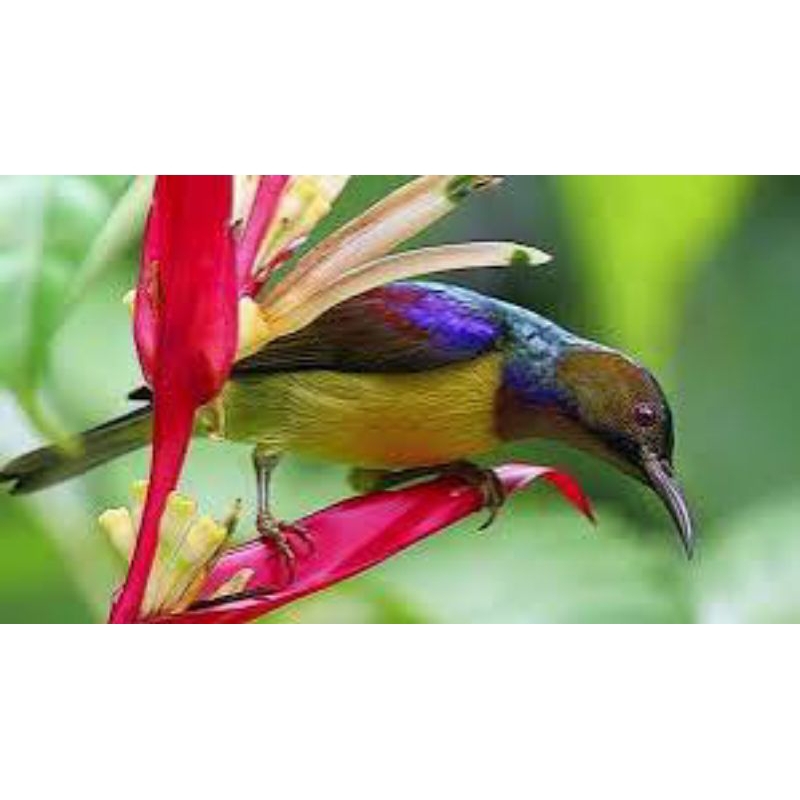 Korlap (kolibri kelapa)