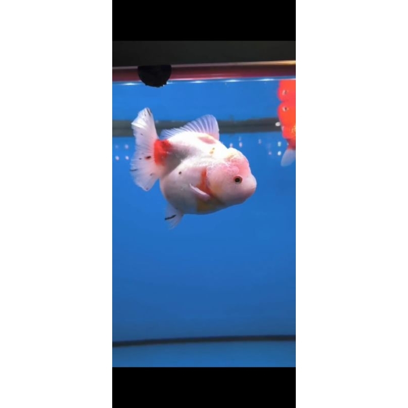 red white gold fish