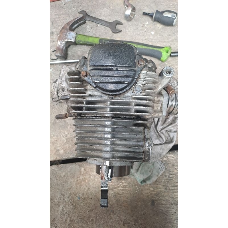 blok kop tiger blok head tiger