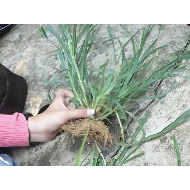 

Rumput Belulang Segar Obat Herbal