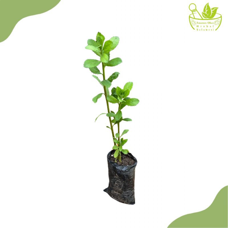 Tanaman Daun Beluntas/Bibit Tanaman Beluntas