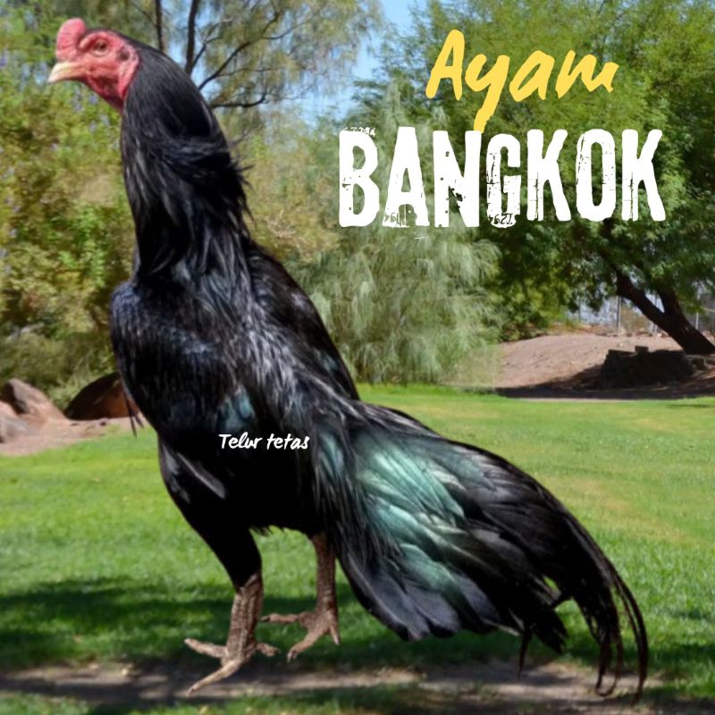 

telur ayam bangkok thailand petarung original untuk di tetaskan