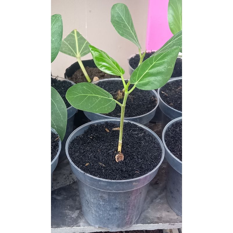 ficus benghalensis audrey harga ekonomis