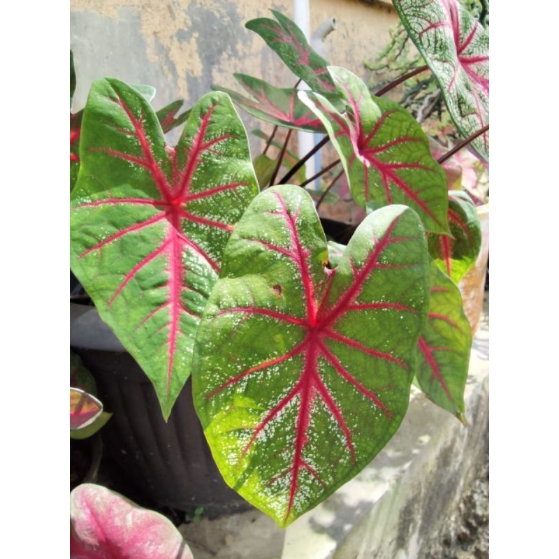 Bunga Keladi Merah Daun Hijau