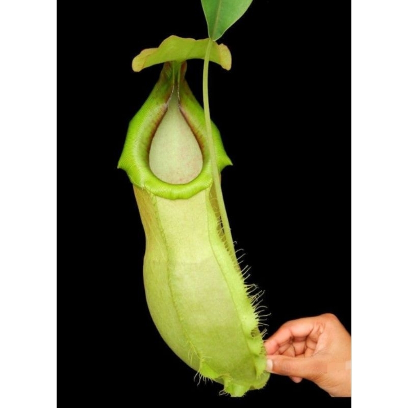 

spathulata x Merrilliana BE-3949