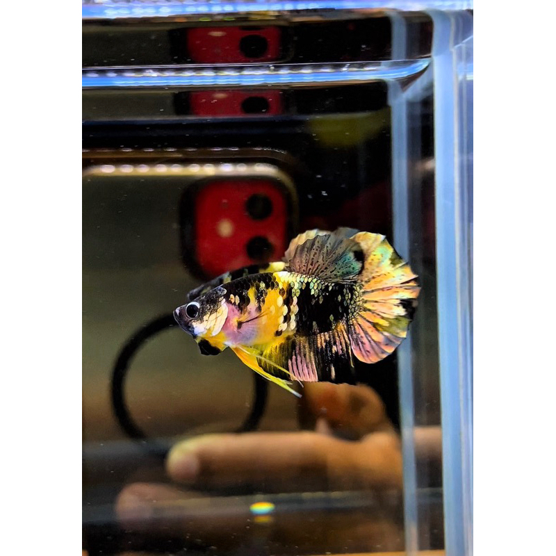 Bahanan top grad yellow koi copper gold