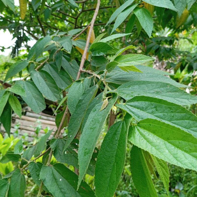 

Daun ceri atau kersen segar 500 gram