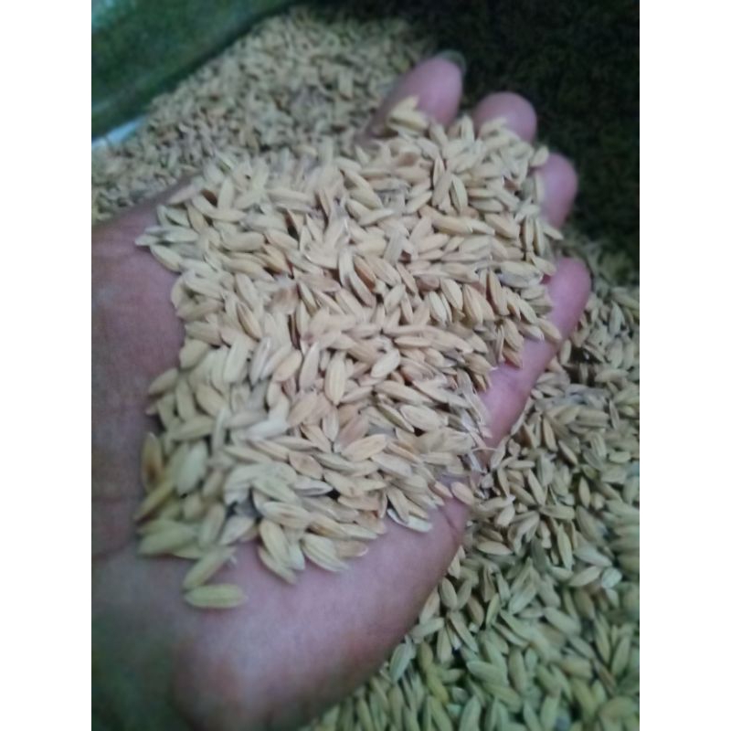 gabah kering pakan bebek/ayam