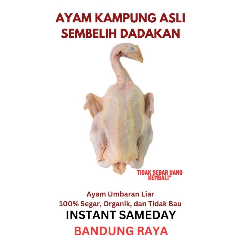 

Ayam Kampung Segar BANDUNG RAYA Potong Dadakan
