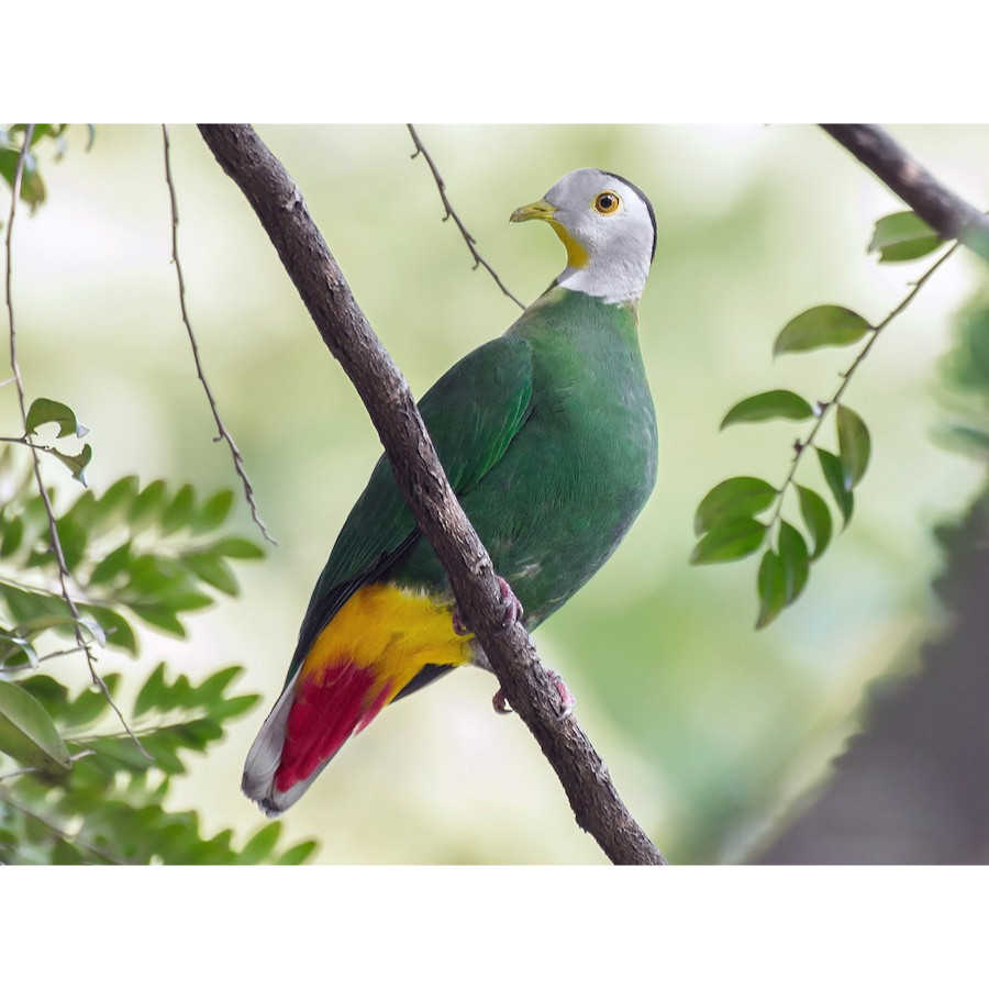 Burung Punai Walik Kembang Walik Haji Pilihan Rawatan Pur Total Cocok Untuk Aviary