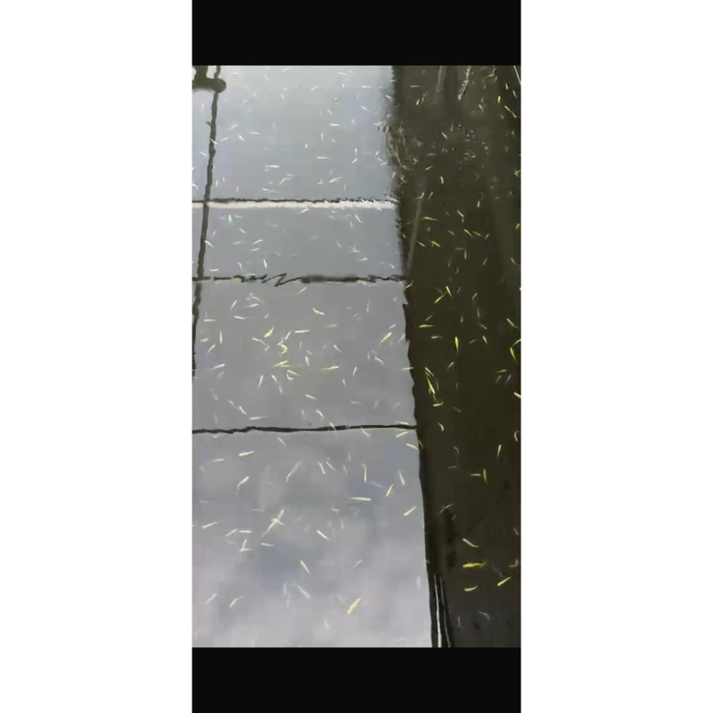DANIO SLAYER MIx