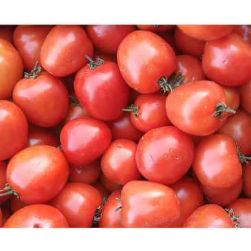 

tomat sambal / tomat sayur / tomat merah