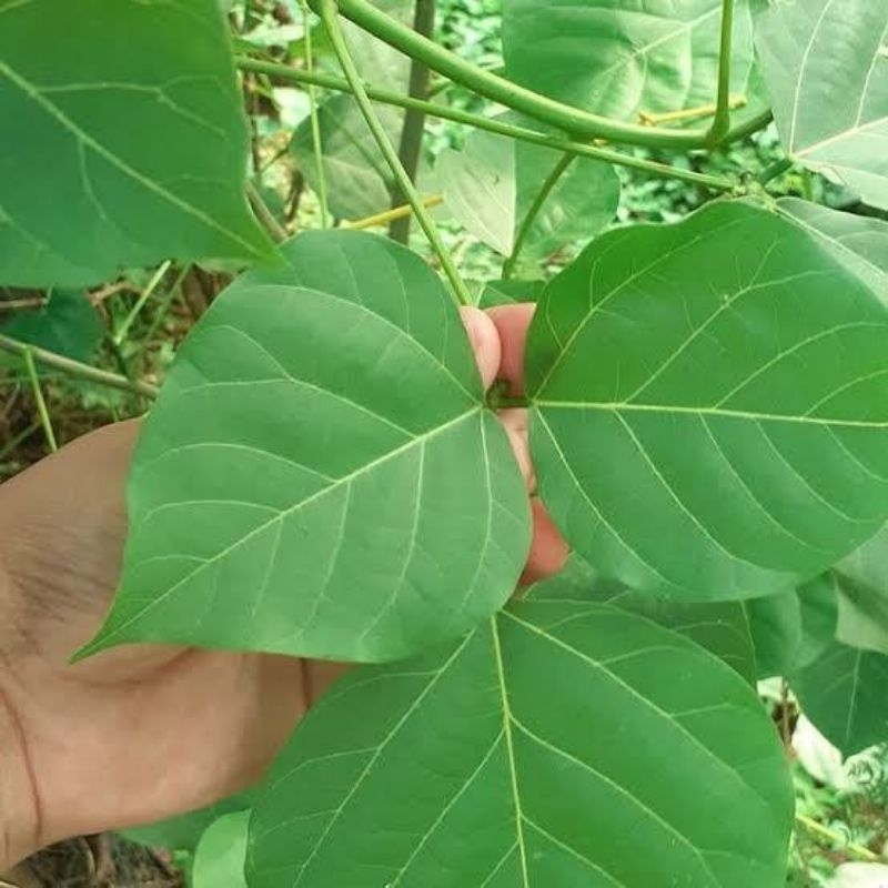 

DAUN DADAP 25LEMBAR