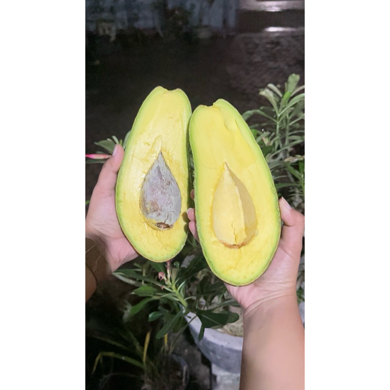 

ALPUKAT KELUD PERBIJI [BERAT 800-1.000 GRAM]